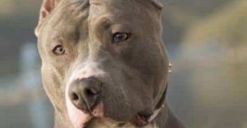 אחריות שילוחית לבעלים של כלב פיטבול  תוקפן