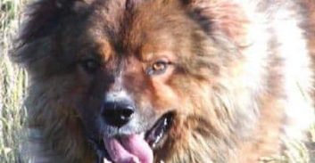 קווקזי עצבני