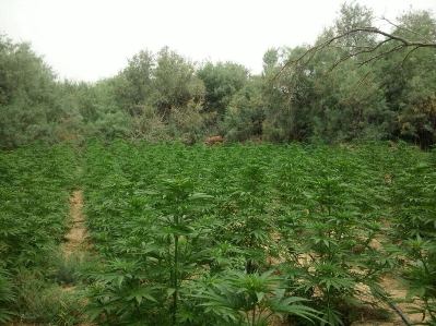 sade marihuana zeelim