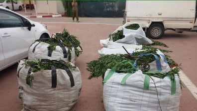 sade marihuana zeelim2