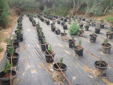 sade marihuana zeelim3