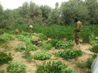 sade marihuana zeelim4