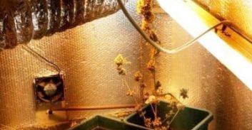 אישום: החזיק אמל"ח רב וגידל סמים בביתו