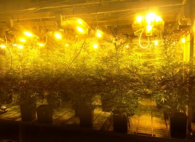 samim-maabada nativot