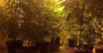 ארבעה קילו גראס נתפסו בדירה בחולון