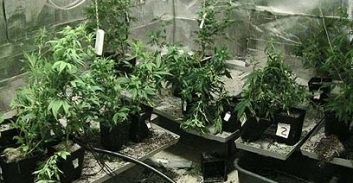 57 ק"ג קנבוס הידרו בתוך דירה בנתניה