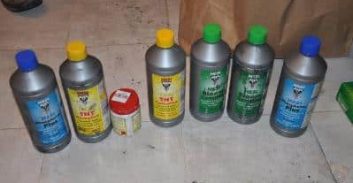 גידלו קנבוס בשירותים