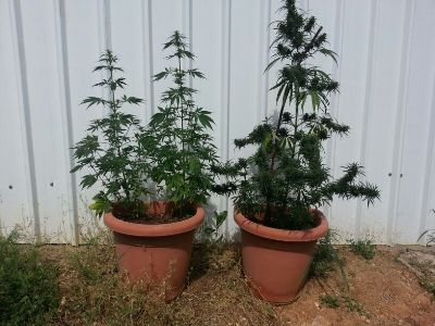 samim moshav shekef2