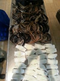 shofarot etrogim meches