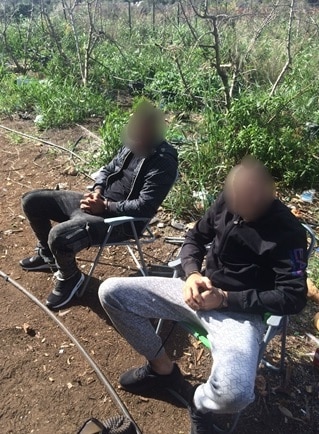 shomrim canabis galil