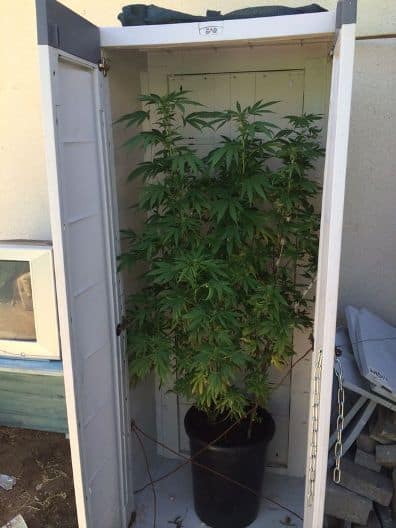 shtil marihuana baaron