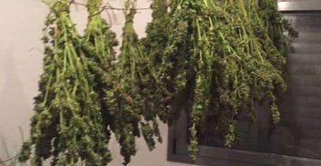 כ-100 ק"ג מריחואנה נתפסו בדירה חולון