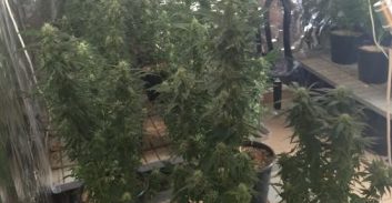 מרחב דן: נעצר בגין גידול סמים בעודו ממתין למשפט על אותה עבירה