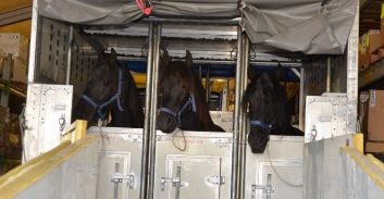 תשעה סוסים הובאו מבלגיה לשירות המשטרה