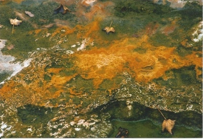 taarucha berman shoshana