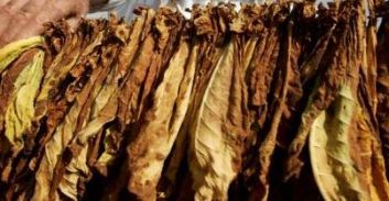 נחשף ניסיון להברחת 1.5 טון טבק