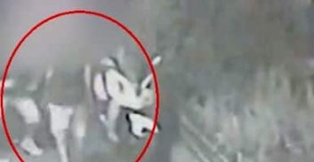 צפו בסרטון: נאשמים בתקיפת אדם שיכור