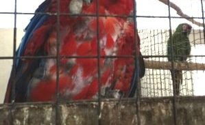 תוכים נדירים שהוברחו לארץ נתפסו בחצר בית בשרון