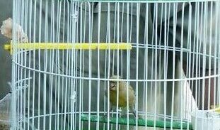 נתניה: בעלי חיים וסמים בפשיטה על מתחם מגורים