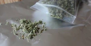 חתולים, עכברים ופקודת הסמים המסוכנים