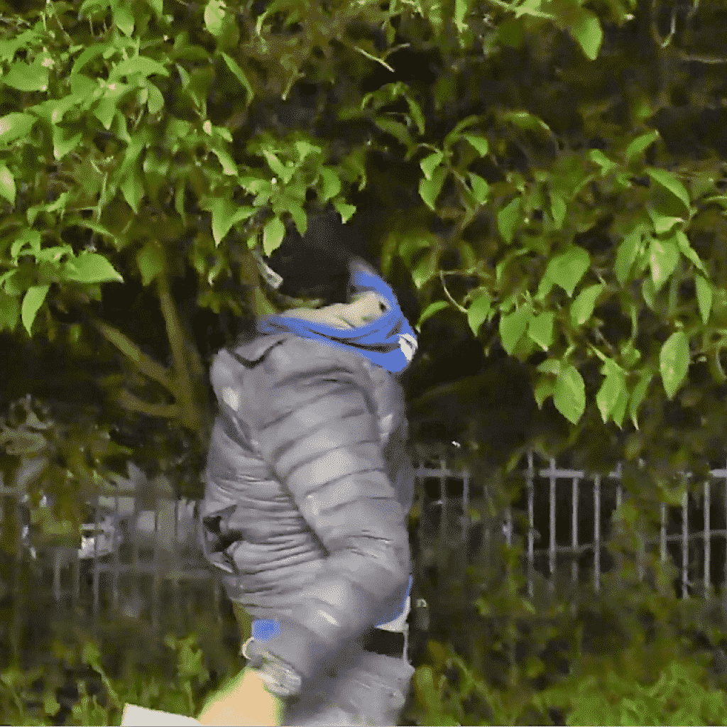 בלש אוסף כסף מהעצים