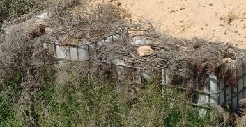 שוטרי מג"ב חשפו 2,860 שתילי מריחואנה בשטחי אש בדרום