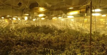 ראשל"צ: נעצר חשוד בגידול 350 שתילי מריחואנה במוסך