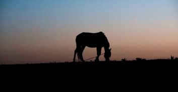 רוכב שנפל מסוס ונהרג הוכר כנפגע תאונות דרכים