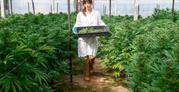 למי אסור לעבוד בתעשיית הקנאביס