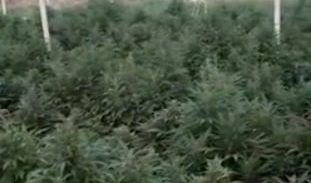 צפו: יותר מ-6,000 שתילי מריחואנה בחממת ענק בבקעת בית שאן