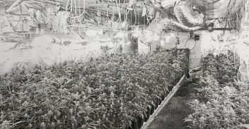 שנה מאסר בתיק גידול של 55 קילוגרם קנאביס במבנה תעשייה בחולון