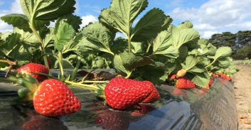 בית המשפט ביטל הרשעה כדי לאחד משפחות