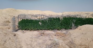 פוסטה TV בדרום: לכידת שב"חים וחשיפת חממות עם אלפי שתילי קנאביס