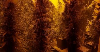 בית משפט מחוזי חיפה הורה לשחרר חשוד בגידול 30 ק"ג קנאביס