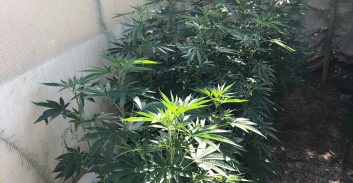 חשד: גידל קנאביס בחצר של פעוטון