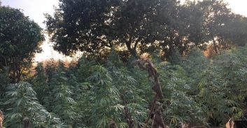 שוחררו מחוסר ראיות חשודים בגידול קנאביס באזור פרדס חנה