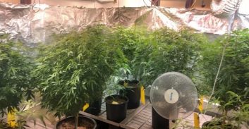 רופא שיניים מפתח תקווה הודה בגידול 230 ק"ג קנאביס