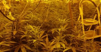 שתי מעבדות "הידרו" אותרו בחולון ובגבעתיים