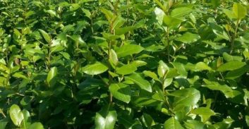 משרד החוץ באזהרה חמורה: 50 עצורים על הברחת גת לאירופה