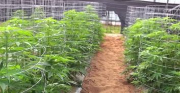 נעצר חשוד בפריצה לחוות גידול וגניבת מאות ק"ג קנאביס