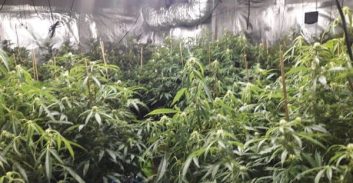 הנדסאי נעצר בחשד לגידול עשרות ק"ג מריחואנה