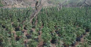 1000 שתילי קנאביס אותרו בשמורת טבע