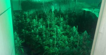 שני אחים מבני ברק נעצרו בחשד לגידול כ – 300 ק"ג קנאביס בגבעת זאב