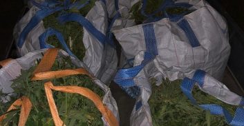 שדה קנאביס נחשף סמוך לאשדוד, שלושה חשודים נעצרו