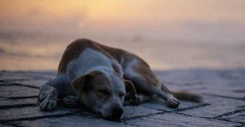 קרב הגרסאות בתיק תקיפת הלוכדים מהמועצה האזורית חוף הכרמל