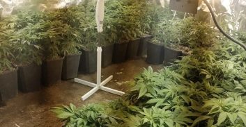 מעבדה לגידול קנאביס ובה 300 שתילים נתפסה בצפון