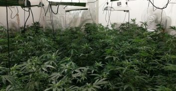 העונש למגדל הקנאביס הסדרתי שנתפס עם 100 ק"ג בווילה באבן יהודה