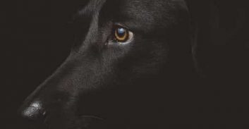 18 חודש מאסר על התעללות בשלושה כלבים