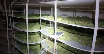 כפר סבא: מעבדה עם 100 ק"ג מריחואנה נחשפה במרתף בית