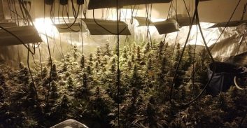 נאשם בגידול יותר מ-100 ק"ג קנאביס שוחרר למעצר בית